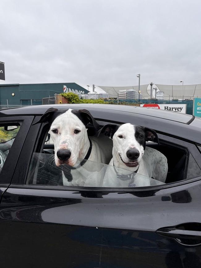 Rescue dogs Clifford and Snoopy. Source: Instagram