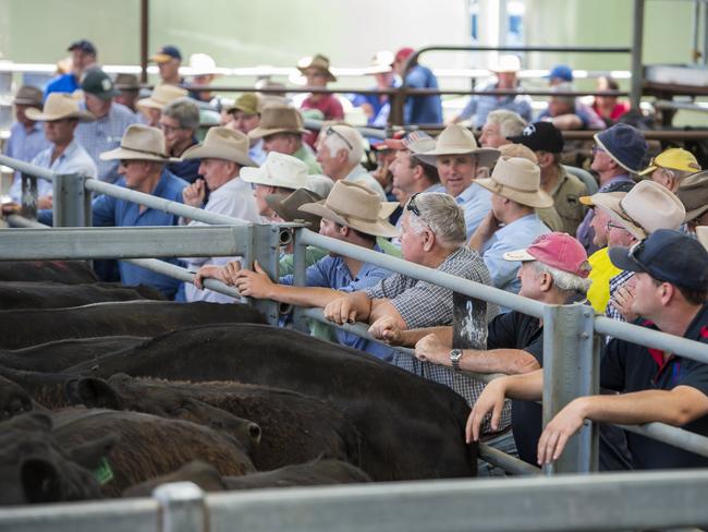 LIVESTOCK: Euroa Weaner SaleEuroa Weaner Sale at Euroa saleyards.Pictured: Generic cattle sale. Saleyards.PICTURE: ZOE PHILLIPS