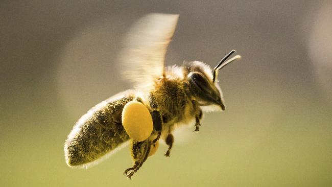 More than half of bite fatalities were a result of victim’s having an allergic reaction. Picture: AP