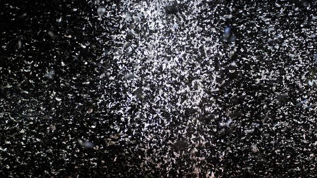 Feathers released on the crowd during a “Place des Anges” performance at WOMADelaide in 2018. Picture: Rob Sferco