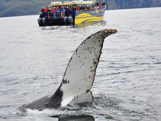 Passengers aboard a Tasman Island cruise run by Pennicott Wilderness Journeys in October are treated to yet another whale sighting. The increase in recent sightings prompted Pennicott’s owner Rob Pennicott to joke that he now has the whales on the payroll. Picture: Maria Bradshaw