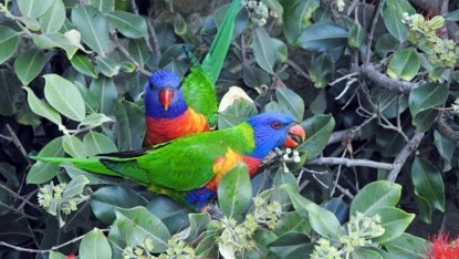 Lorikeets and myna birds are fatally slamming into buildings.