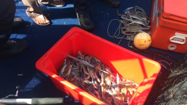 The illegal catch seized at Mud Island. Picture: Department of Agricultural Industry Development and Fisheries.