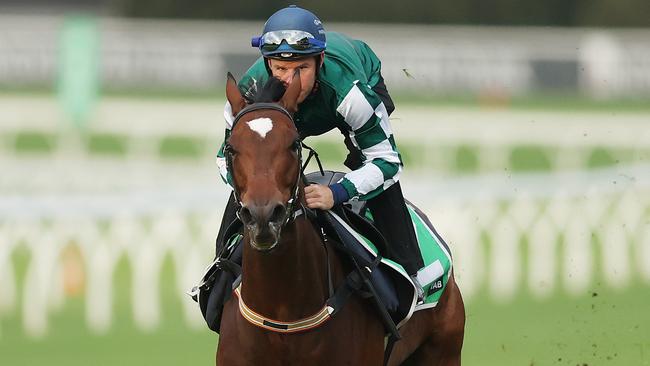 SYDNEY, AUSTRALIA - APRIL 09: Tommy Berry rides Place Du Carrousel during TAB Trackwork with the Stars at Royal Randwick Racecourse on April 09, 2024 in Sydney, Australia. (Photo by Mark Metcalfe/Getty Images)