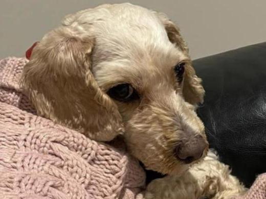 A devastated pet owner has warned people to be mindful of snakes after finding her two pet cavoodles dead in her backyard beside the torn up body of a dugite snake.  Bear and Bonnie died after they were bitten by a dugite in their backyard. Picture: Supplied