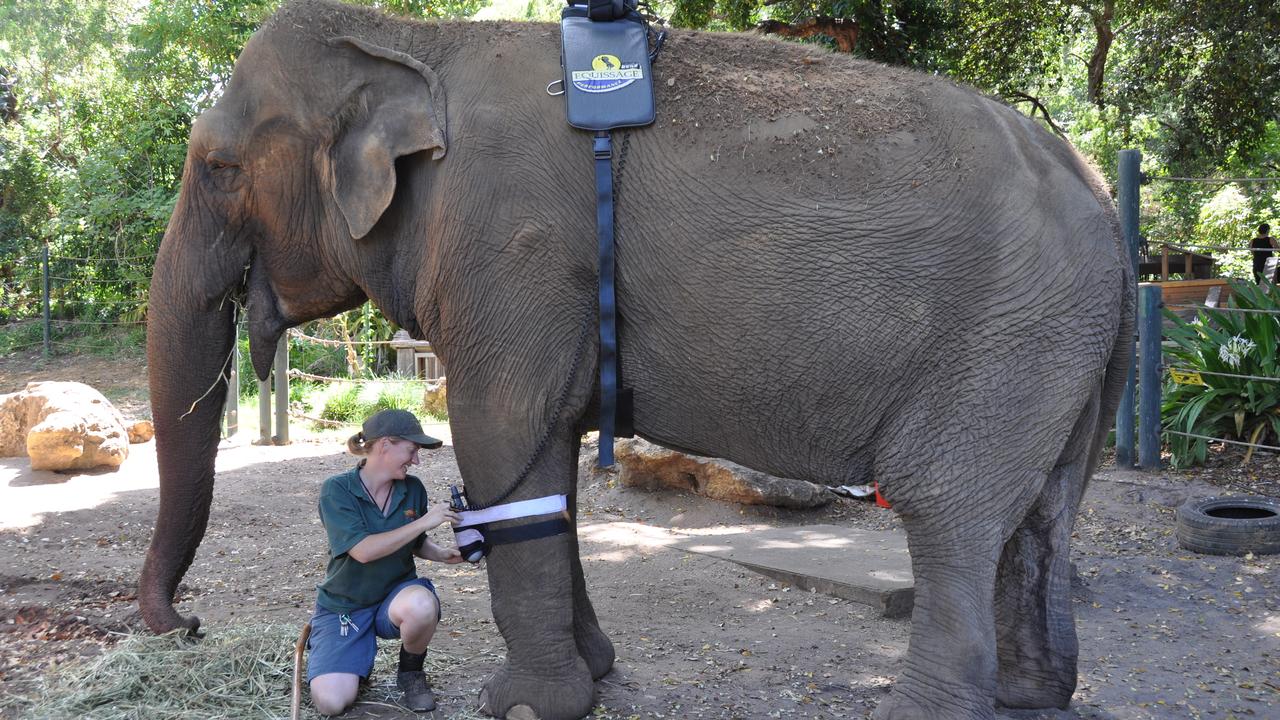 Perth Zoo matriarch Tricia has died aged 65. Picture: AAP / Angie Raphael