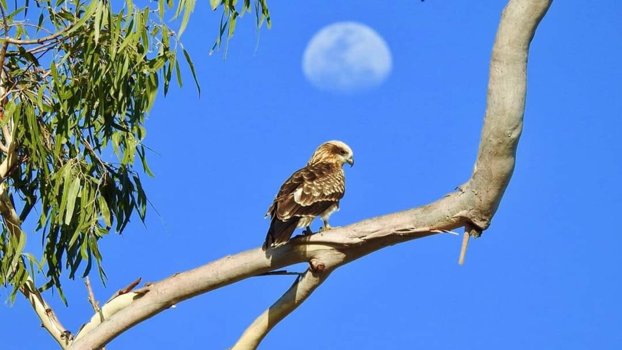 Tracey Welburn - “Juvenile Brahminy Kite - Benaraby”