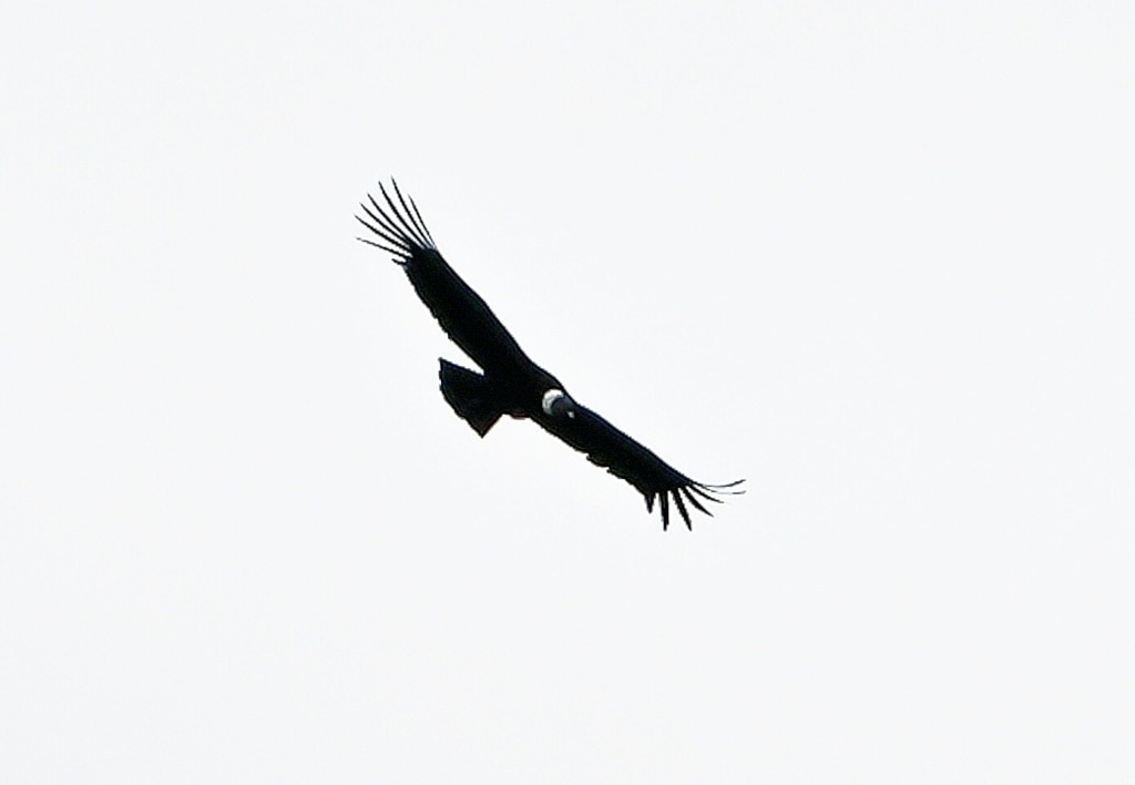 Once the enemy, majestic condor wins hearts of Colombian farmers | news