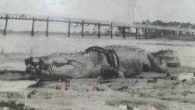 Does this historic photograph show the monster 9.7m (32 foot) crocodile reportedly shot from the Leichardt Hotel in Mackay on an unknown date? The jury's still out.