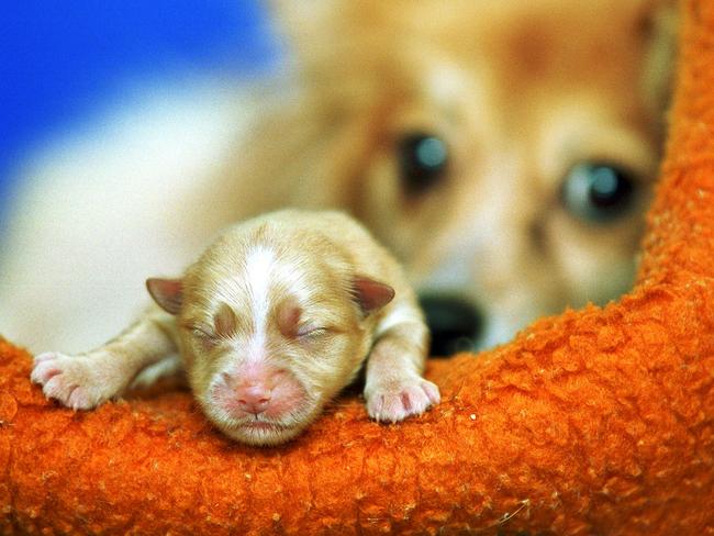 8/5/2000:  House of Animal Horrors-The number of animals confiscated from a house in the City of Moonee Valley has now risen from 50 dogs to 54 after the birth of 4 pups to this Pomeranian Cross at the Lost the Lost Dogs Home in Nth Melbourne.  / pets / dogs