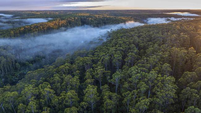 Forests in Tasmania's takayna / Tarkine region the Bob Brown Foundation says are threatened by logging or recently logged. Picture: BBF