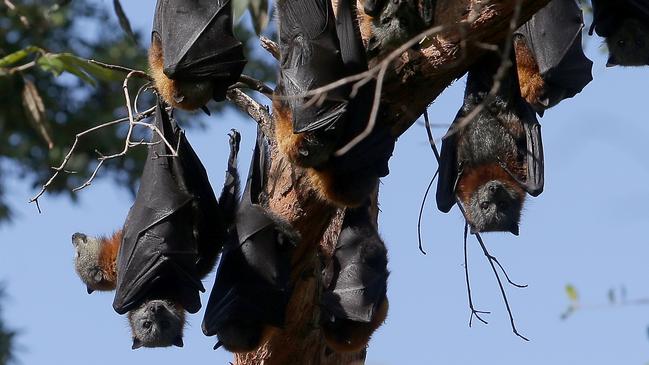 The flying foxes are a protected species.