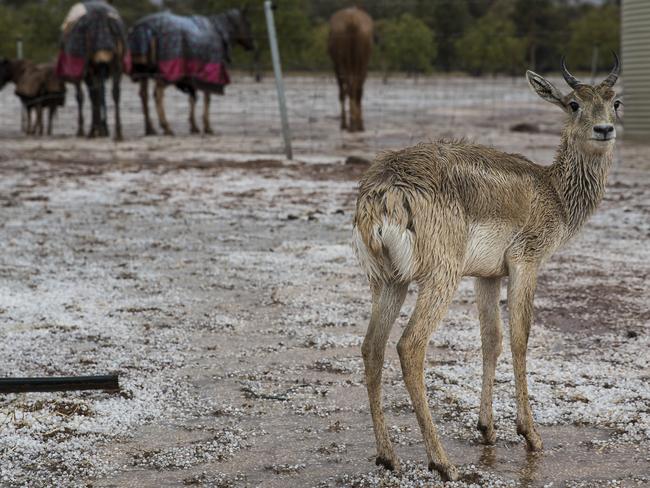 The rain, however, is not yet enough to break the drought. Picture: Dylan Robinson