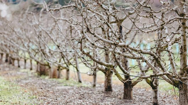 The bare orchard on the Pollards property at Elphinstone, near Bendigo, where apples and pears thrive. Picture: Chloe Smith.