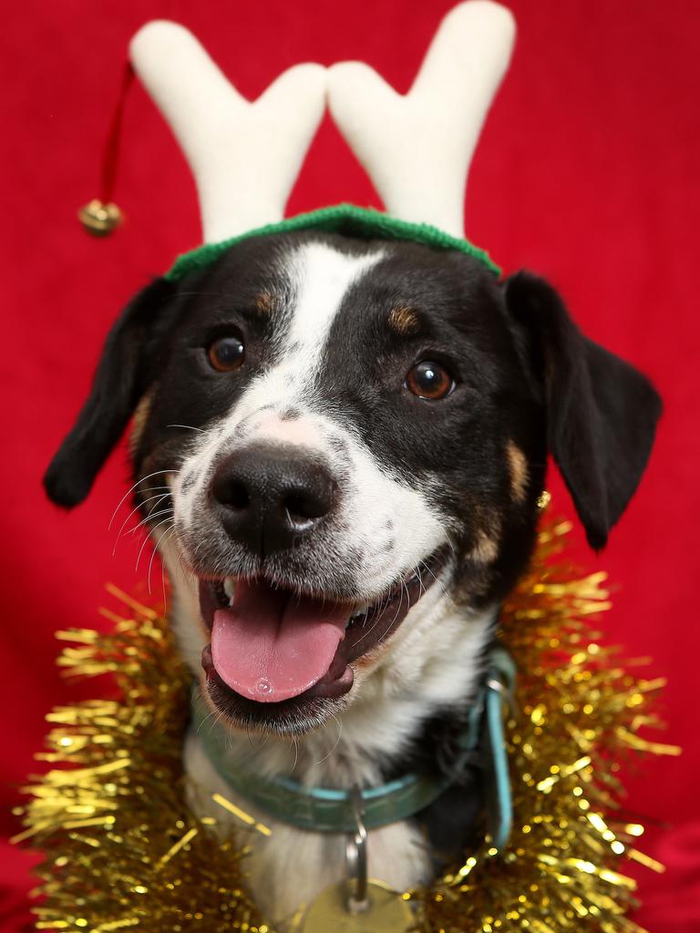 Name: Moo. AGe: 8 months. Breed: Border Collie X. Moo likes constant routine with lots of physical and mental stimulation. He likes the company of other dogs. TO ADOPT, CONTACT: Lost Dogs’ Home 9329 2755