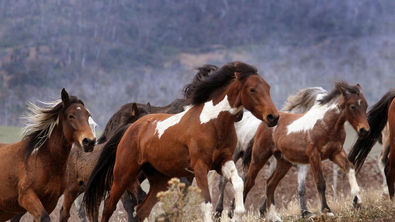 Wild brumbies in the Victorian High Country.