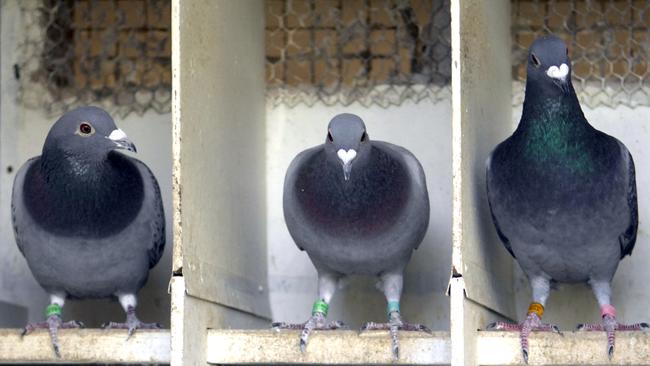 A gun-loving bird fan hid a rifle under his pigeon coop and a shottie under his bed.