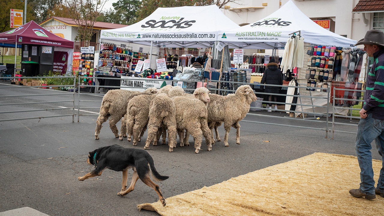 <h3>Festival of the Fleeces, June 7-9</h3><p><strong>What:</strong> Meet the sheep in the Upper Hunter town of Merriwa.</p><p><strong>Who goes:</strong> Farmers, families and grey nomads.</p><p><strong>Highlight:</strong> See more than 200 sheep parade down the street in little red socks at the Running of the Sheep.</p><p><strong>Stay:</strong> The Merriwa <a href="https://www.countrymerriwagoldenfleecemotorinn.com.au/" target="_blank" rel="noopener">Golden Fleece Motor Inn and Lodge</a>.</p><p><strong>Local tip:</strong> Get a photo with the red-socked sheep silo art by David Lee Pereira.</p><p><a href="https://festivalofthefleeces.com.au/" target="_blank" rel="noopener">festivalofthefleeces.com.au</a></p>