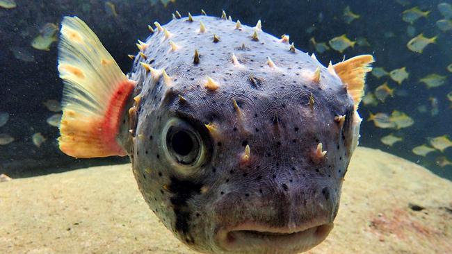 One of the creatures that lives in Cabbage Tree Bay. Picture: Ian Donato