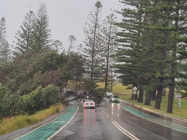 Tree down on Pacific Drive Oxley Beach at Port Macquarie on Tuesday afternoon. Picture: Facebook / Ben Rabie
