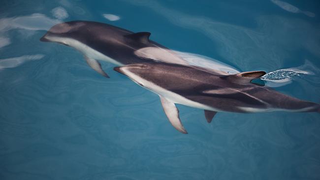 Lauren Bath snapped this amazing photo of two dolphins on a tour in Kaikoura, New Zealand. Picture: @laurenbath