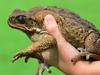 Toad Day Out at Riverway. Chloe Sullivan, 11, with her 530g toad. Picture: Evan Morgan