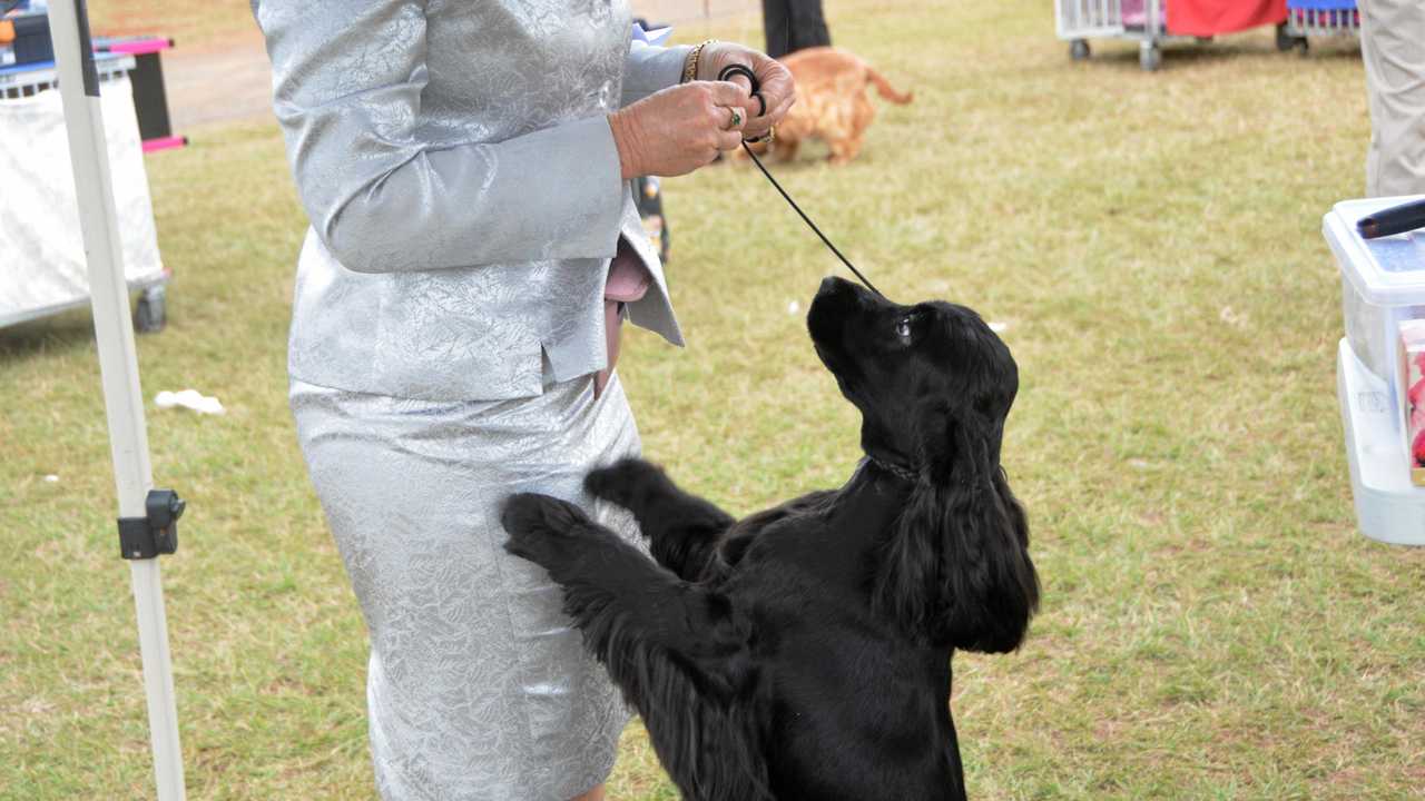 Cocker Spaniels At The Kingaroy Dog Show The Courier Mail