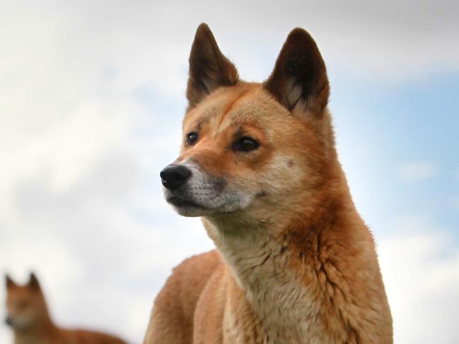 A male and female dingo watch over their young at the Dingo Discovery Sanctuary and Research Centre in Toolem Vale, Victoria.