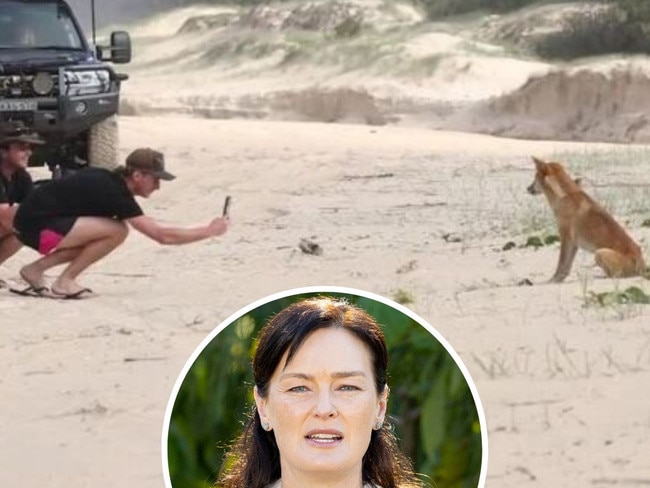 ‘Head in the sand’: Few fines despite dangerous dingo incidents