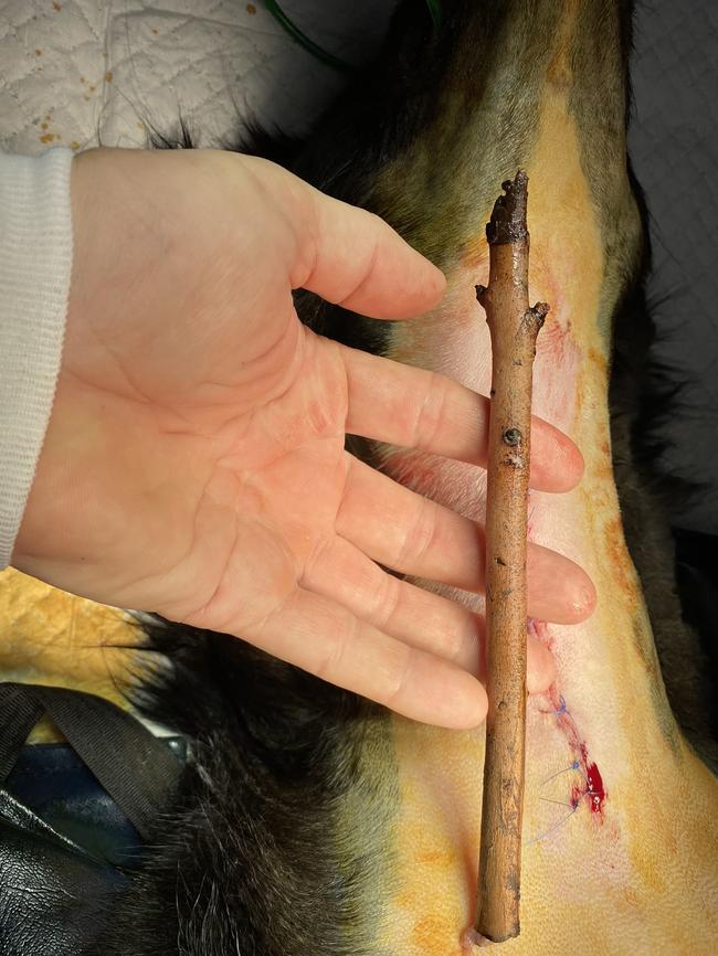 Dash was lucky the stick did not splinter. Picture: Supplied/Animal Referral Hospital.