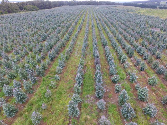 A Midway plantation in south west Victoria. Photo: supplied