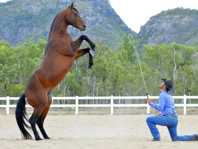 Shae Beplate Best Pics 2015. Shae Beplate Best Pics 2015Pinnacles Equestrian Centre is bringing Dan Steers and the Double Dan Horsemanship team to Bartlett Park Rodeo Grounds this weekend. Dan Steers with his Australian stock horse stallion Double Image prepare for the weekend. Picture: Shae Beplate.