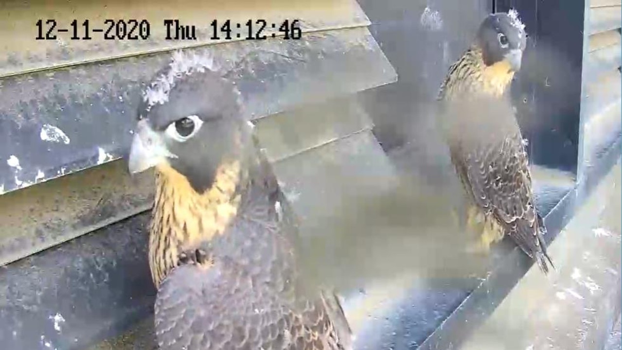 Melbournes 367 Collins Peregrine Falcon Chicks Prepare To Leave The