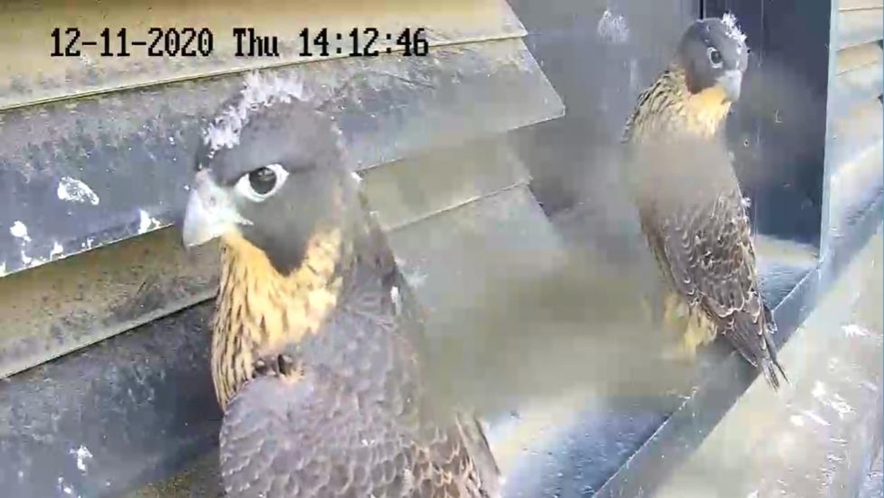 A screenshot of the live webcam showing two of the three peregrine falcon chicks on the ledge where they have been since they were born. The lens of the camera looks like it has dirt on it, creating a blurry section in the middle. Picture: 367collinsfalcons.com.au