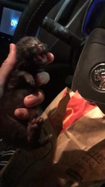 Two-day-old kitten abandoned in a McDonald's bag. 