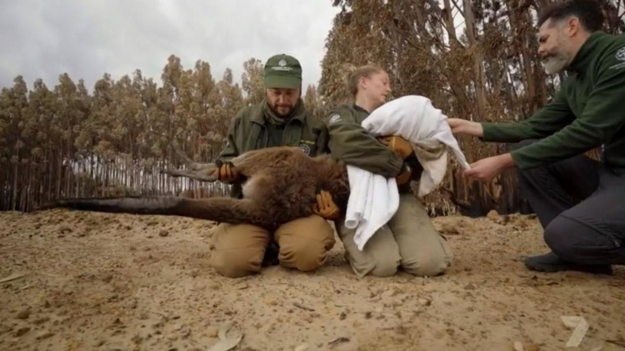 Members of the Humane Society International Australia team with a dying kangaroo they found. Source: Koala Rescue/Channel 7.