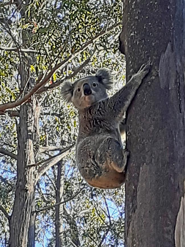 There have been many koala sightings in Yarramalong over recent years. Picture: Mark Davis