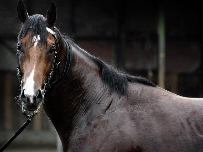 Prized stallion Churchill Downs, pictured in 2006, was abducted in Libya. Picture: Erica Harrison