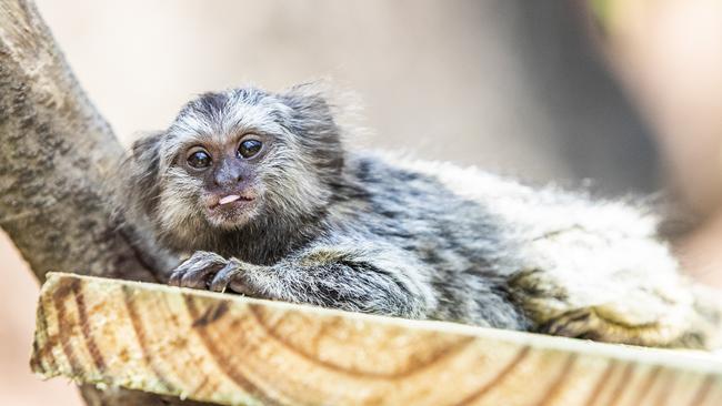 Marmosets were handpicked from all over Australia and now call the Gold Coast home. Picture: NIGEL HALLETT