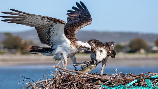 The female takes off the fish’s head as the male holds it steady. Picture: Take 2 Photography