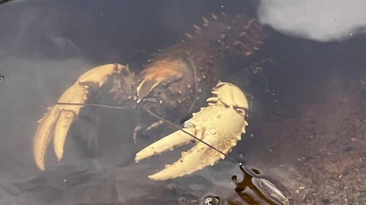 Charity OzFish sent workers and volunteers to Swan Hill on Thursday to rescue crustaceans, worker Braeden Lampard told NCA NewsWire. Picture: Facebook