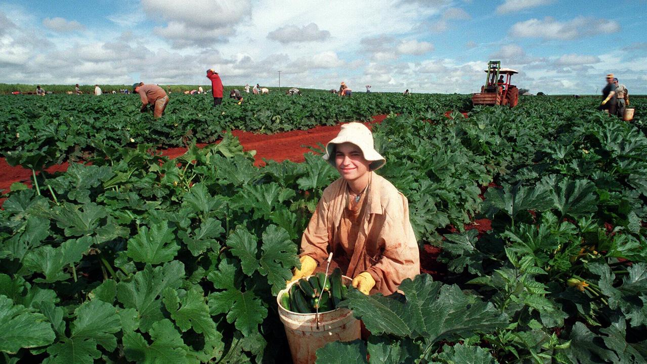 On May 23, 1997, Canadian backpacker Tara Dickson works picking zucchini.