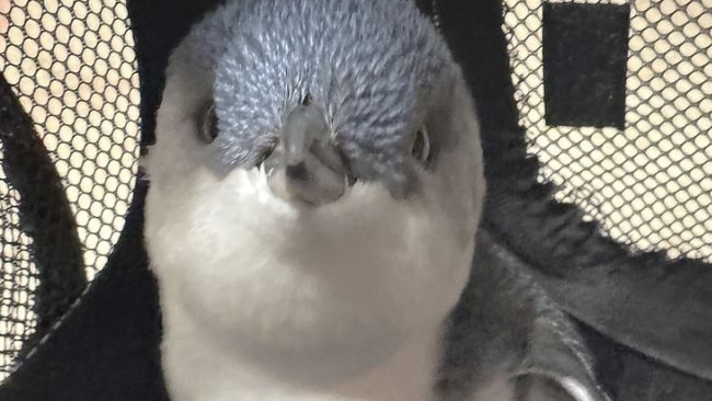 About 114 little penguins remain on Penguin Island south of Perth, where the population has declined by 94 per cent in the past two decades. Picture: Facebook