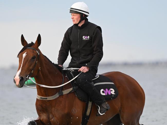 MELBOURNE, AUSTRALIA - OCTOBER 27: Cox Plate winner Via Sistina during a recovery session at Altona Beach on October 27, 2024 in Melbourne, Australia. (Photo by Vince Caligiuri/Getty Images)