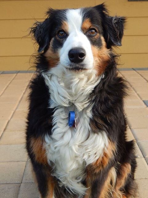 The Weekly Times Day of Dogs 2018 #dayofdogs18 Stefanie van Voorthuizen from Chidlow, WA, sent in these pictures of Border Collie, Dayzee Belle. 