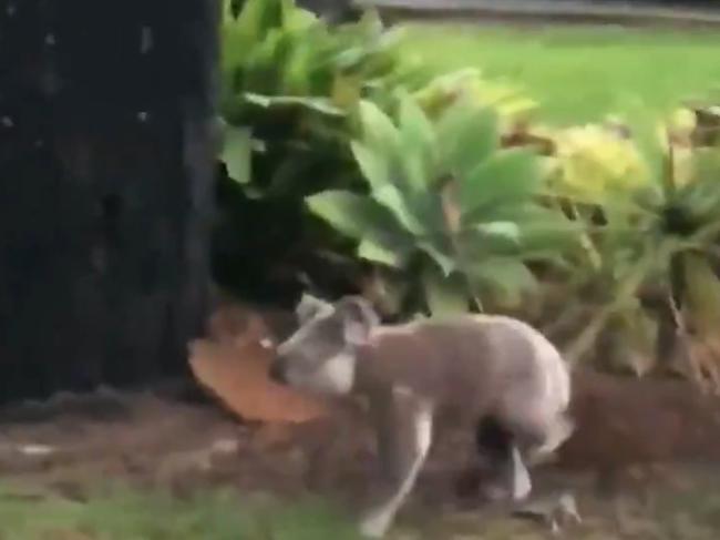 The koala makes a run for it. Picture: 7NEWS via NCA NewsWire