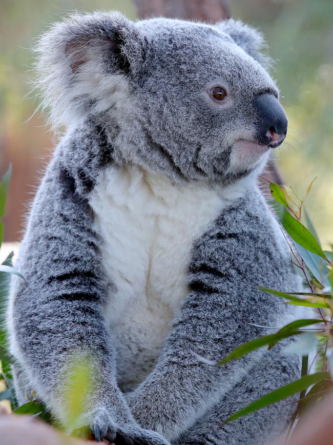 Koalas are notoriously fussy eaters and only like to eat from 50 of over 700 varieties of eucalypts. Picture: Toby Zerna