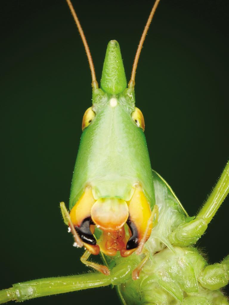 Why the long face? -This seed-eating katydid (Pseudorhynchus lessonii) has an elongated head and body, allowing it to lay flat along grass stems to hide. It has powerful mandibles for crushing hard seeds — mandibles also quite useful as a defensive measure against predators. An image from the book, Minibeasts by Alan Henderson. Picture: Minibeasts/Alan Henderson Minibeasts, is available from www.exislpublishing,com and wherever incredible books are sold.