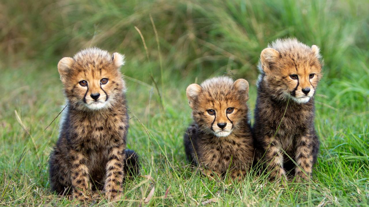 Sydney’s Wild Cat Conservation Centre reveals names of cheetah cubs ...