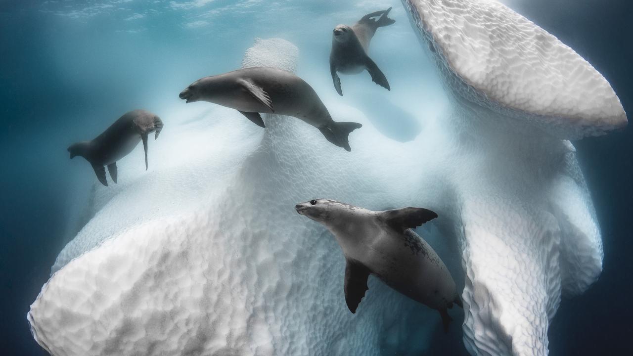 Winner of the Aquatic Life category, showing seals around a chunk of ice off the Antarctic Peninsula. Picture: Greg Lecoeur